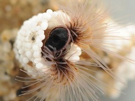 Ученые создают водостойкий клей из червя