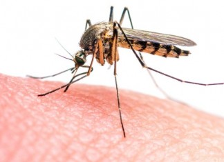 В Бразилии решили бороться с Зикой ограничением переливаний