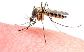 В Бразилии решили бороться с Зикой ограничением переливаний В Бразилии решили бороться с Зикой ограничением переливаний