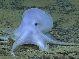 Близ Гавайских островов ученые нашли привидение-осьминога