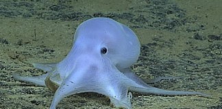 Близ Гавайских островов ученые нашли привидение-осьминога