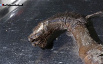 Найденные в Якутии доисторические щенки удивляют ученых