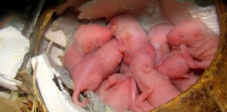 Китайские ученые научились создавать сперматозоиды из стволовых клеток