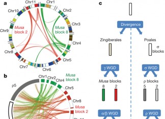 Учеными бьются над выяснением механизма деления генома в ДНК