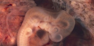 Ученые вновь ищут решение проблем в стволовых клетках