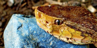 Яд гадюки поможет в борьбе с Альцгеймером