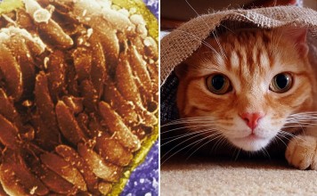 Неконтролируемый гнев может быть следствием особой инфекции