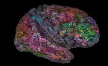 Ученые выяснили где мозг «хранит слова»