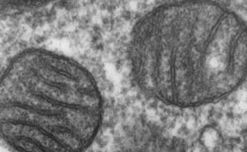 Ученые учатся регулировать бета-амилоид