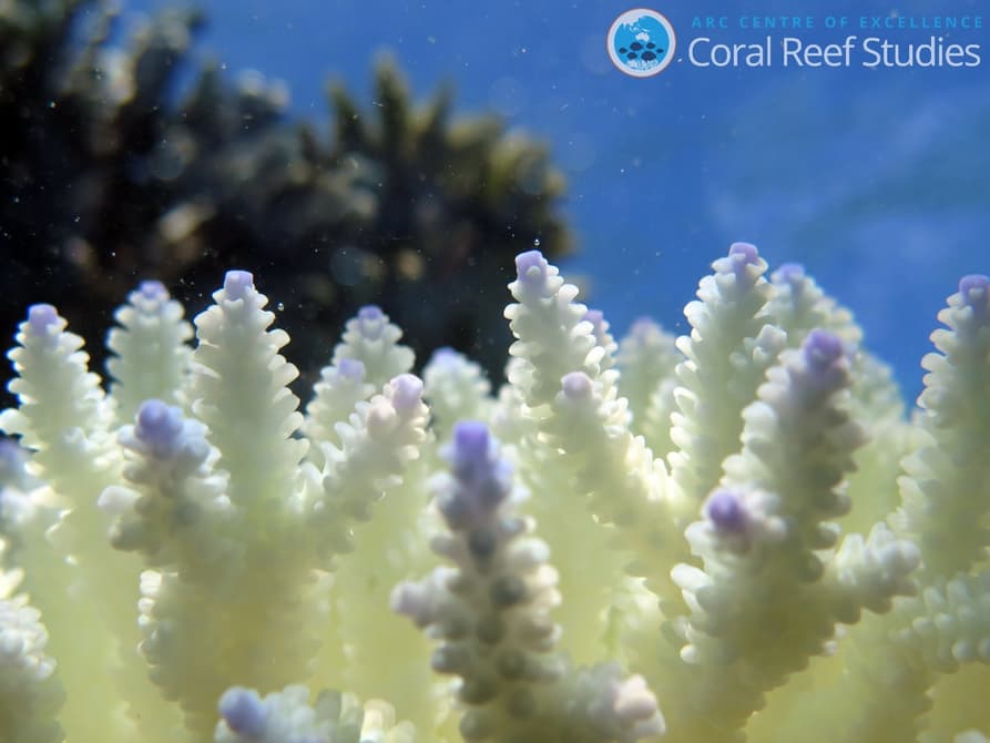 93% Большого Рифа пострадали из-за повышения температуры воды