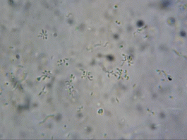 США открывает масштабный проект по изучению микроорганизмов