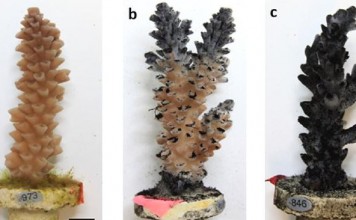 Угольная пыль вредит Большому Барьерному Рифу