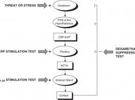 Найдена причина ухудшения когнитивных способностей вследствие стресса
