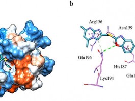 Ученые изучают соединения с анти-прионовыми свойствами
