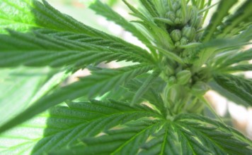 Марихуана поможет в лечении болезни Альцгеймера