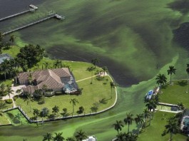 Ядовитые водоросли отравляют жизнь во Флориде