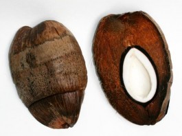 Ученые создают стройматериалы, повторяющие структуру кокосовой скорлупы