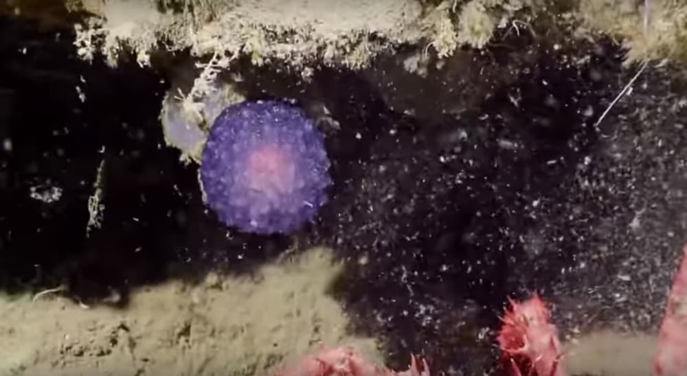 Ученые обнаружили на дне океана таинственный фиолетовый шар.