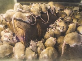 Новая Зеландия пытается избавиться от грызунов портящих экологию страны