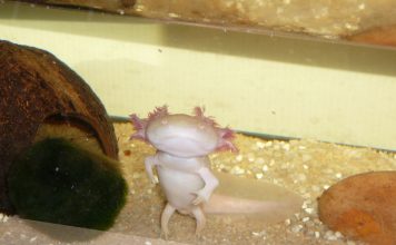 У человека и аксолотля одни предки