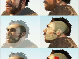 Неандерталец