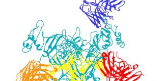 Вирус Эбола