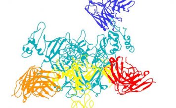 Исследователи обнаружили слабые места вируса Эболы Вирус Эбола