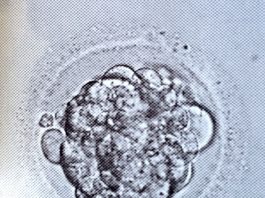 В США могут снять запрет на смешивание генов человека и животного
