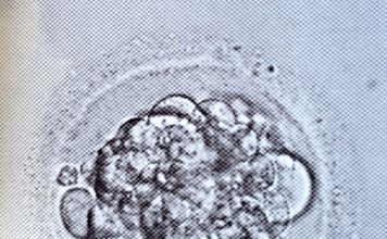 В США могут снять запрет на смешивание генов человека и животного
