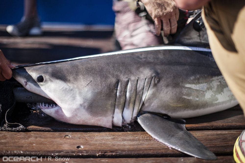 Ученые нашли "детский сад" для акул в Атлантическом океане