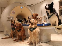 Механизм обработки речи у людей и собак оказался схожим