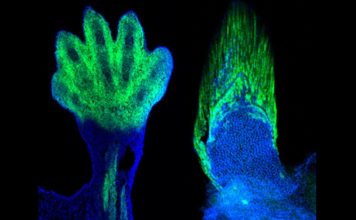 Ученые доказали, что запястья и пальцы развились из плавников