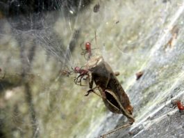 Пауки убивают свое общество заботой