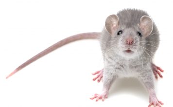 Найден «нейронный алгоритм страха» у мышей Мыши