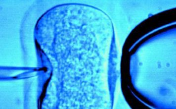 Ребенок от трех родителей здоров