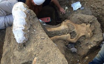 Ученые обнаружили странный череп мамонта