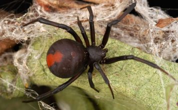 Пауки перестают вступать в отношения со зрелыми самками