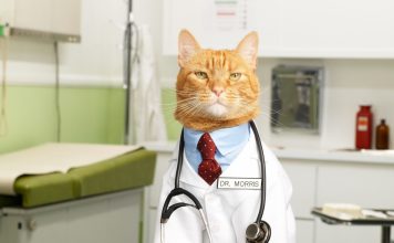 Чем лечить понос у кошки? Ответ дадим быстро!