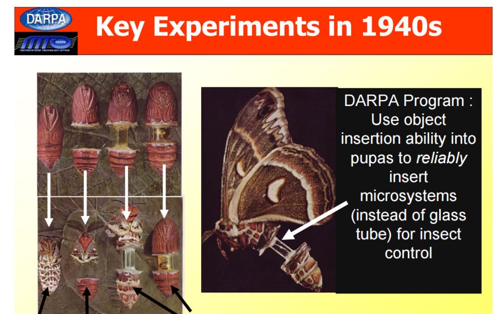 DARPA работает над созданием насекомых-шпионов