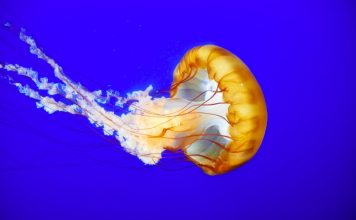 Ученые научились определять регион обитания выловленной рыбы