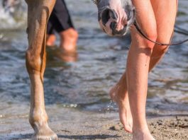 Разработаны амортизирующие подковы для лошадей