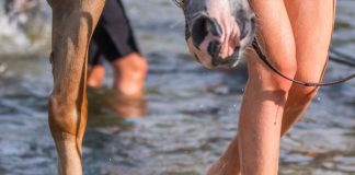 Разработаны амортизирующие подковы для лошадей