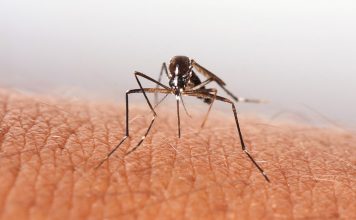 Ученые выбирают новый вкус и запах людей