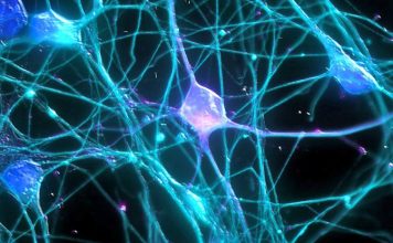 Ученые выяснили как вылечить поврежденные нервные волокна