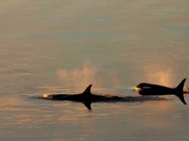 Достигнуто соглашение по самому большому морскому заповеднику