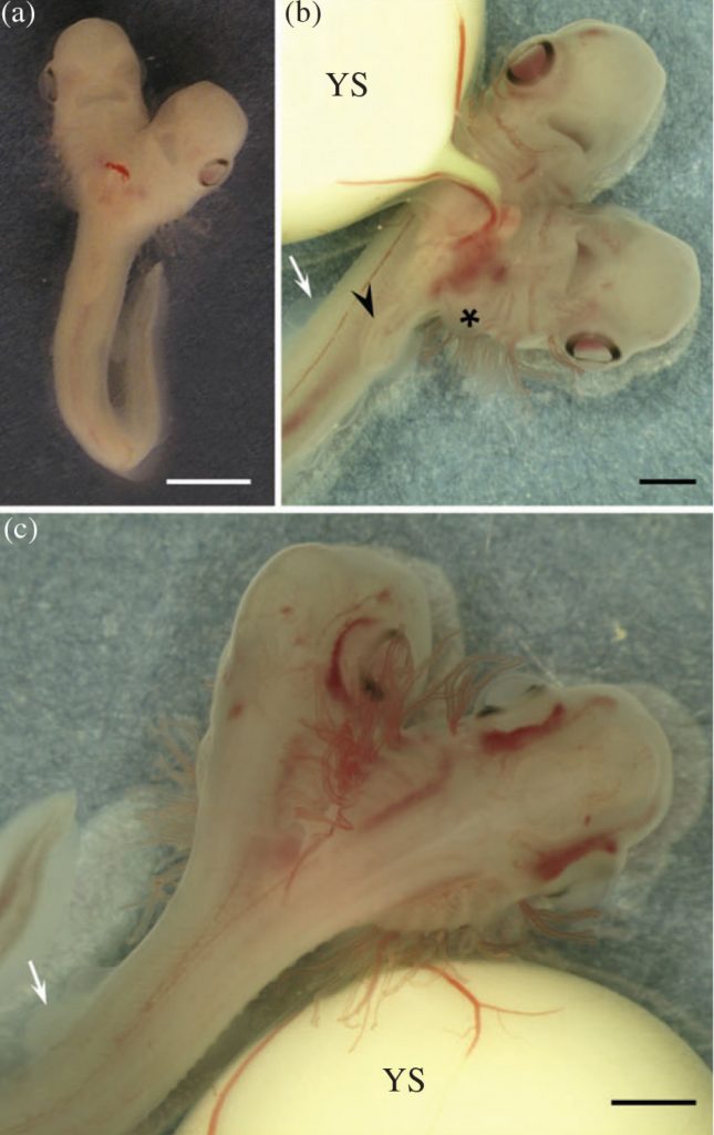 Найден эмбрион двухголовой акулы