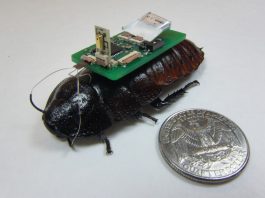 Ученые выяснили как использовать насекомых в шпионаже