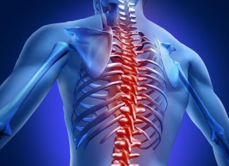 Позвоночник