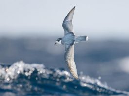 Ученые выяснили почему некоторые животные едят пластик