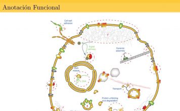 Разработан новый подход в изучении природы белков Белки